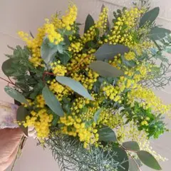 フォロワー様・リピーター限定＊感謝価格＊フレッシュミモザ＊針葉樹＊スワッグ