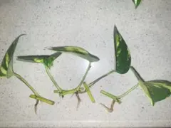 ポトス　5本のサムネイル