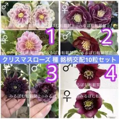 2026年最新】かぐや姫 クリスマスローズの人気アイテム - メルカリ