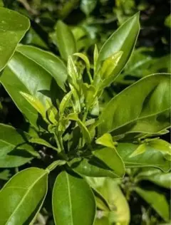 【農薬：栽培期間中不使用】みかんの枝　新芽付10本程アゲハ蝶の餌　子供の自由研究のサムネイル