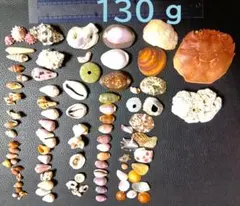 貝殻セット　B