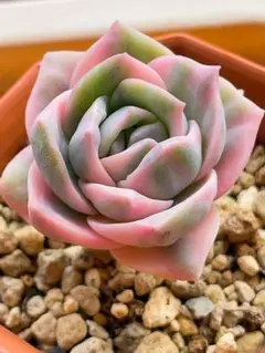 ラブリーローズ錦　虹斑入り　レア　多肉植物　エケベリア　茎太い　抜き苗