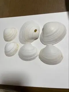 白い貝殻セット　ハンドメイド素材