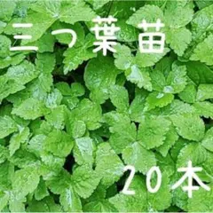 農家のよもぎ 抜き苗20本 - メルカリ