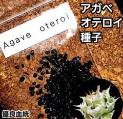 アガベ　オテロイ　種子【10粒】　オアハカ　メキシコ産　最新入荷品のサムネイル