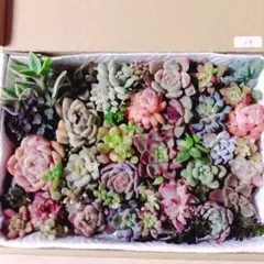 19.多肉植物　カット苗詰め合わせ　韓国苗入り