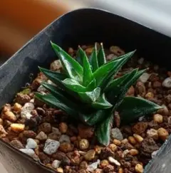 八雲商店様 リクエスト 2点 まとめ商品