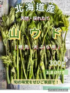 2026年最新】山うどの人気アイテム - メルカリ