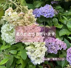 vvv様♡おまとめ専用ページ