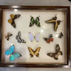 2026年最新】蝶 標本 レアの人気アイテム - メルカリ