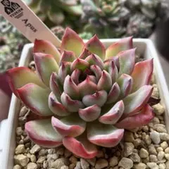 2025年最新】優木園 札付きの人気アイテム - メルカリ