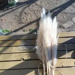 Item thumbnail for item 7308f222-81bf-409d-a189-6dc9c79f2764