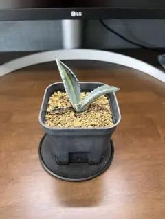 アガベ　エクスパンサパリーダ　大株　子株付き アガベ アメリカーナ エクスパンサパリーダ