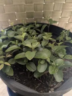 2026年最新】ネズミモチの人気アイテム - メルカリ