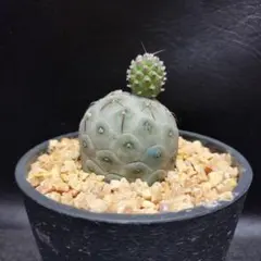 テフロカクタス ゲオメトリクスのサムネイル