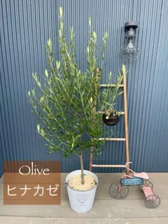 2025年最新】オリーブ剪定枝の人気アイテム - メルカリ