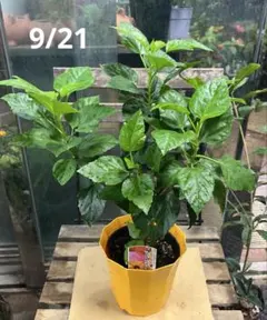 ハイビスカス インドアハイビスカス サニーシティ 5寸鉢ごと 苗 植物