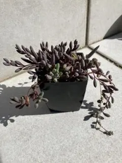 多肉植物　グリーンネックレス&ルビーネックレス　抜き苗