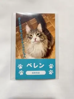 猫カフェMOCHA 吉祥寺店 総選挙 にゃんず名刺