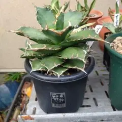 2025年最新】狂鉢の人気アイテム - メルカリ