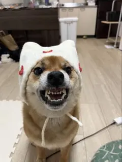 柴犬 写真