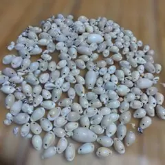 宝貝　小型貝殻２５０個位　アクセサリーパ～ツ