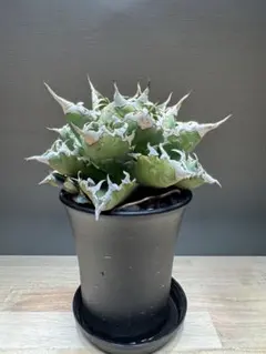 【棚整理】アガベ 中株セット　シーザー　等 棚整理】アガベ 中株セット シーザー 等 棚整理】アガベ 中株