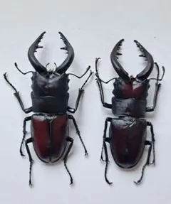 クローバー様 リクエスト 2点 まとめ商品