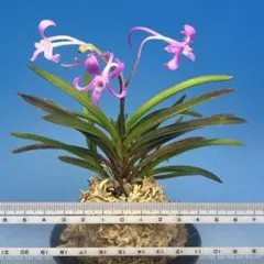 ♪余剰苗特売市♪】富貴蘭 手毬歌（最上柄） - メルカリ