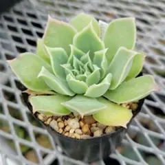 札付き　シムランスラグナサンチェス × チワワエンシスイェコラ (爪) nao苗 チワワエンシスジェコラxシムランスラグナサンチェス