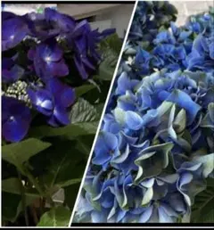 2026年最新】紫陽花ブルーの人気アイテム - メルカリ