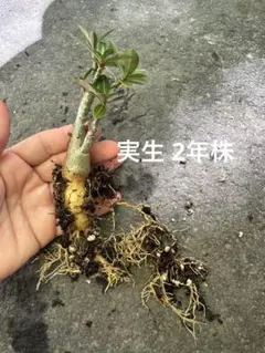アデニウム　苗