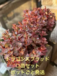 chirochiro.305様 リクエスト 3点 まとめ商品