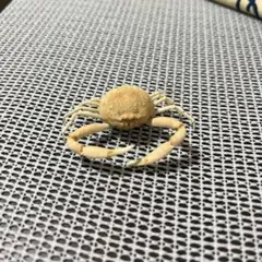 フィリピン産 ツノナガコブシガニ カニ 蟹 標本 骨格標本 - メルカリ