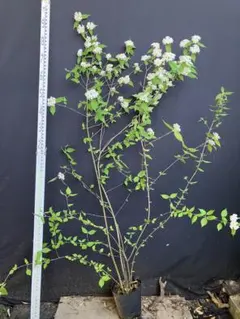 スモークツリー スノーパフ 畑1 - メルカリ