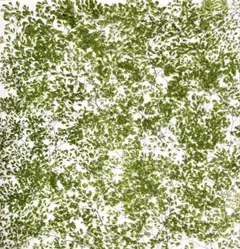 押し花素材、マイクアジアンタム。2。