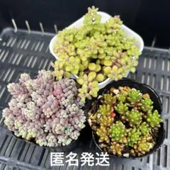 ❣️ぷりぷり♡レッドベリー❣️現品 エケベリア 寄せ植え 多肉弁当
