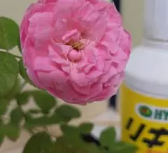 切花品種∥和バラ 苗 - メルカリ