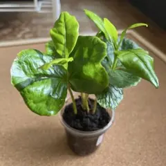 ビアンキ様 リクエスト 3点 まとめ商品