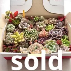 ①ゴロゴロ大きな！多肉植物カット苗セット　ゆうパケットポスト箱で発送