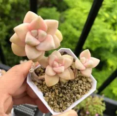 多肉植物 錦 ラブリーローズ錦 白斑 ✨美斑✨ 群生 抜き苗 - メルカリ