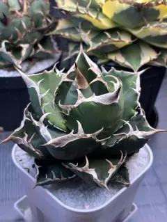 2025年最新】SAD アガベの人気アイテム - メルカリ