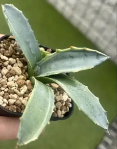 2026年最新】アガベ フェロックス錦の人気アイテム - メルカリ