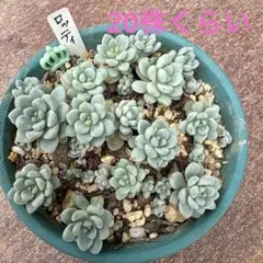 多肉植物 ロッティ　抜き苗のサムネイル