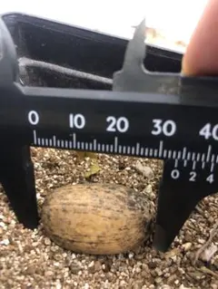 鹿の糞に似た枯れた木の実 鹿の糞に似た枯れた木の実 - メルカリ