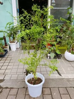 EYスモークツリー白花接木高さ100cm8号鉢物大苗ヤングレディR EYスモークツリー白花接木高さ100cm8号鉢物大苗ヤングレディR - メルカリ