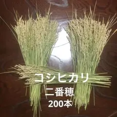 稲穂　二番穂　令和7年産　／ 28cm前後 200本