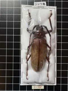 2026年最新】カミキリ 昆虫標本の人気アイテム - メルカリ