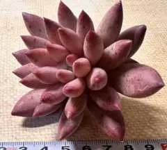 み*り様 F2633新入荷　金魚姫　エケベリア　多肉植物　撮影3月30日