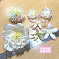 ソラフラワー　2559